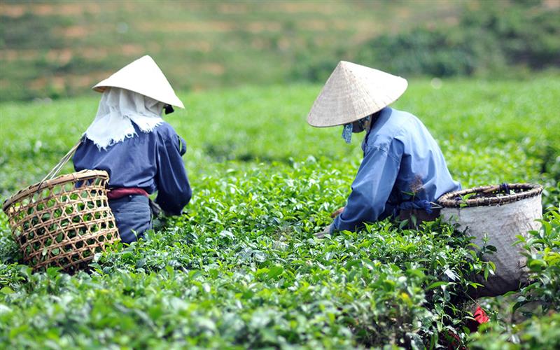 武夷山茶叶有哪些特点？